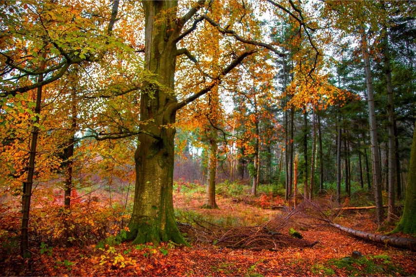 Autumn forest walk during Halloween in Northern Ireland